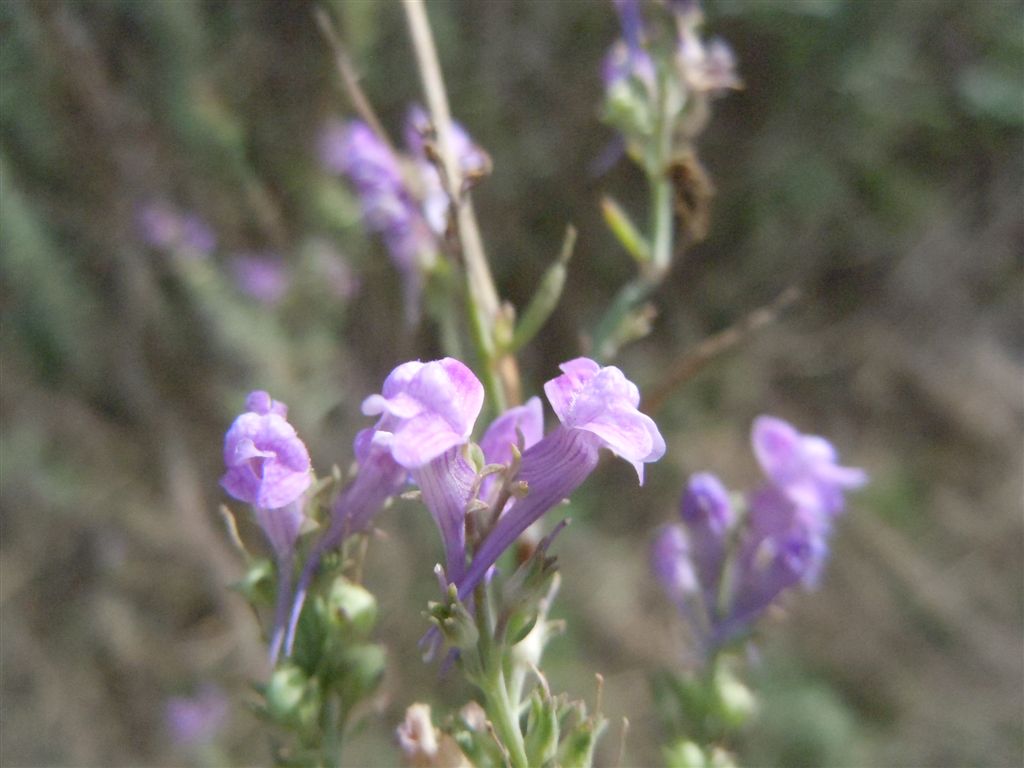 Linaria purpurea / Linajola purpurea